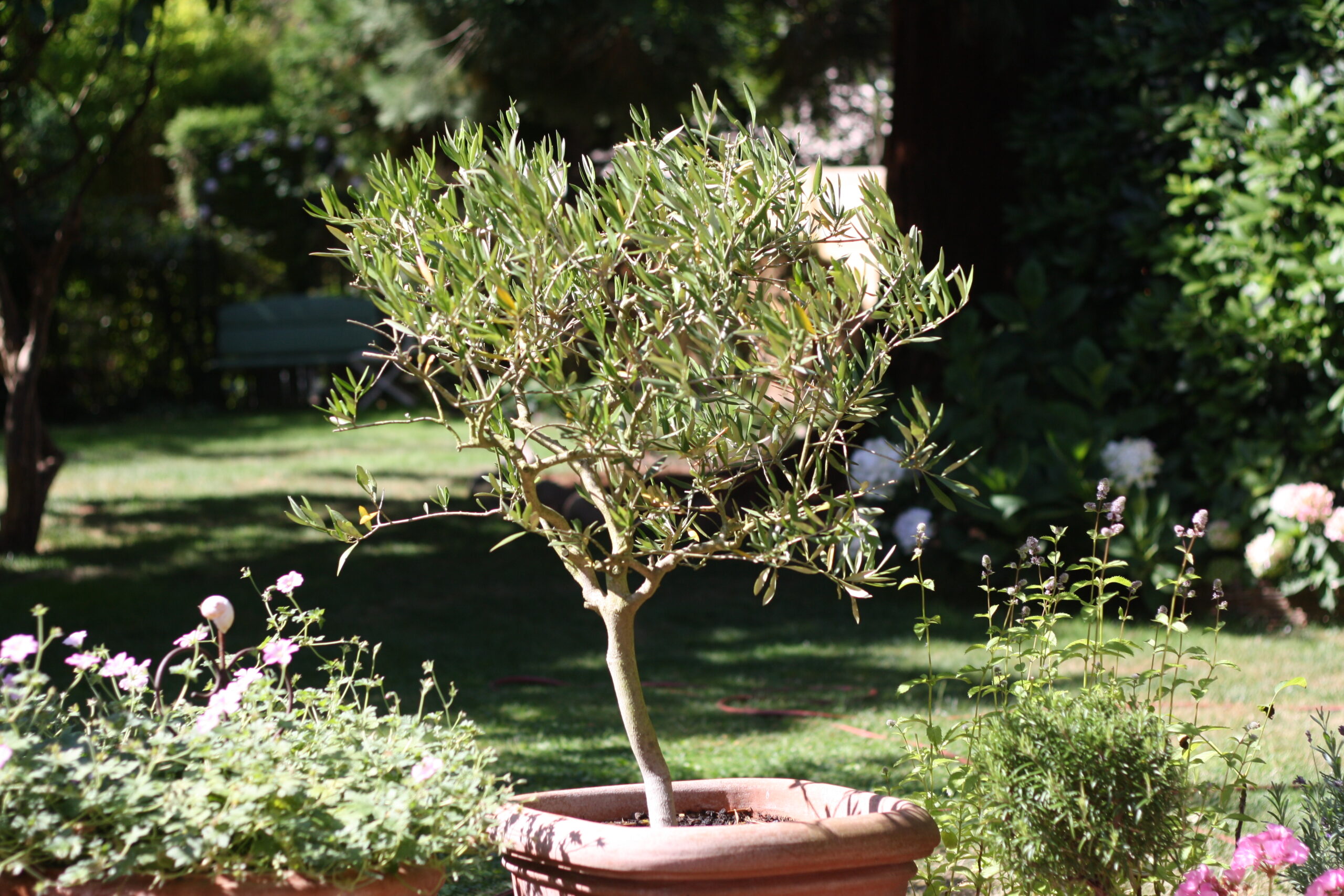 Olivenbaum mit Spiegelreflex