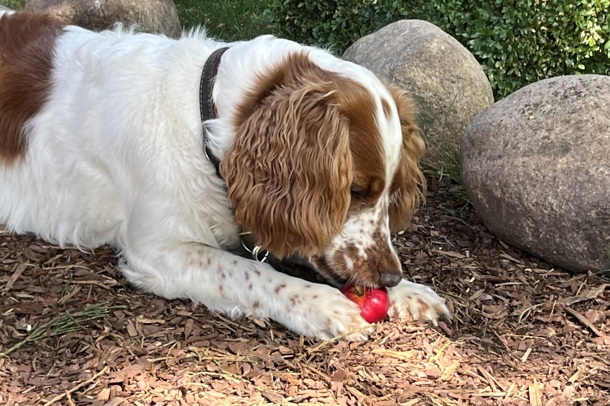 Polly mit rotem Apfel