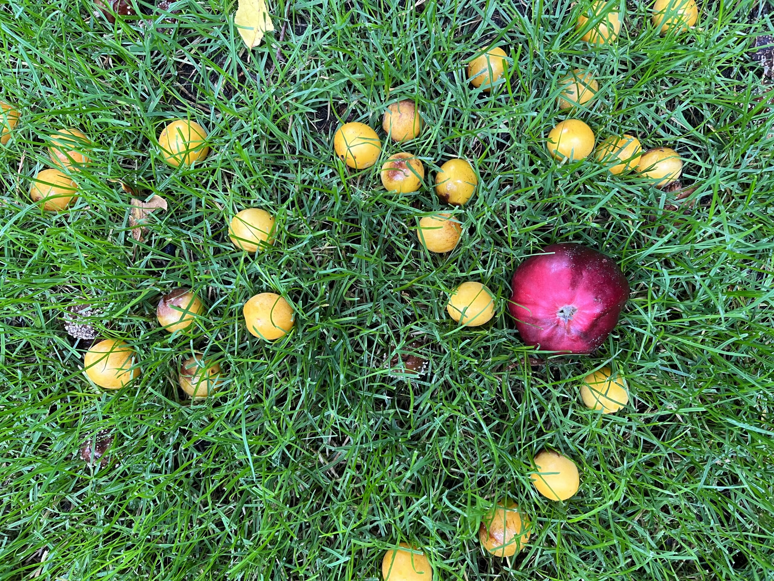 Äpfel und Mirabellen