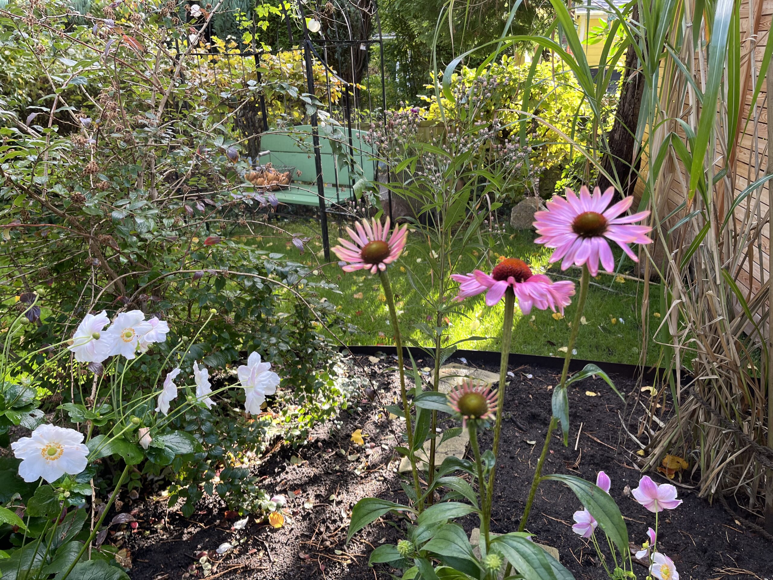 Echinacea
