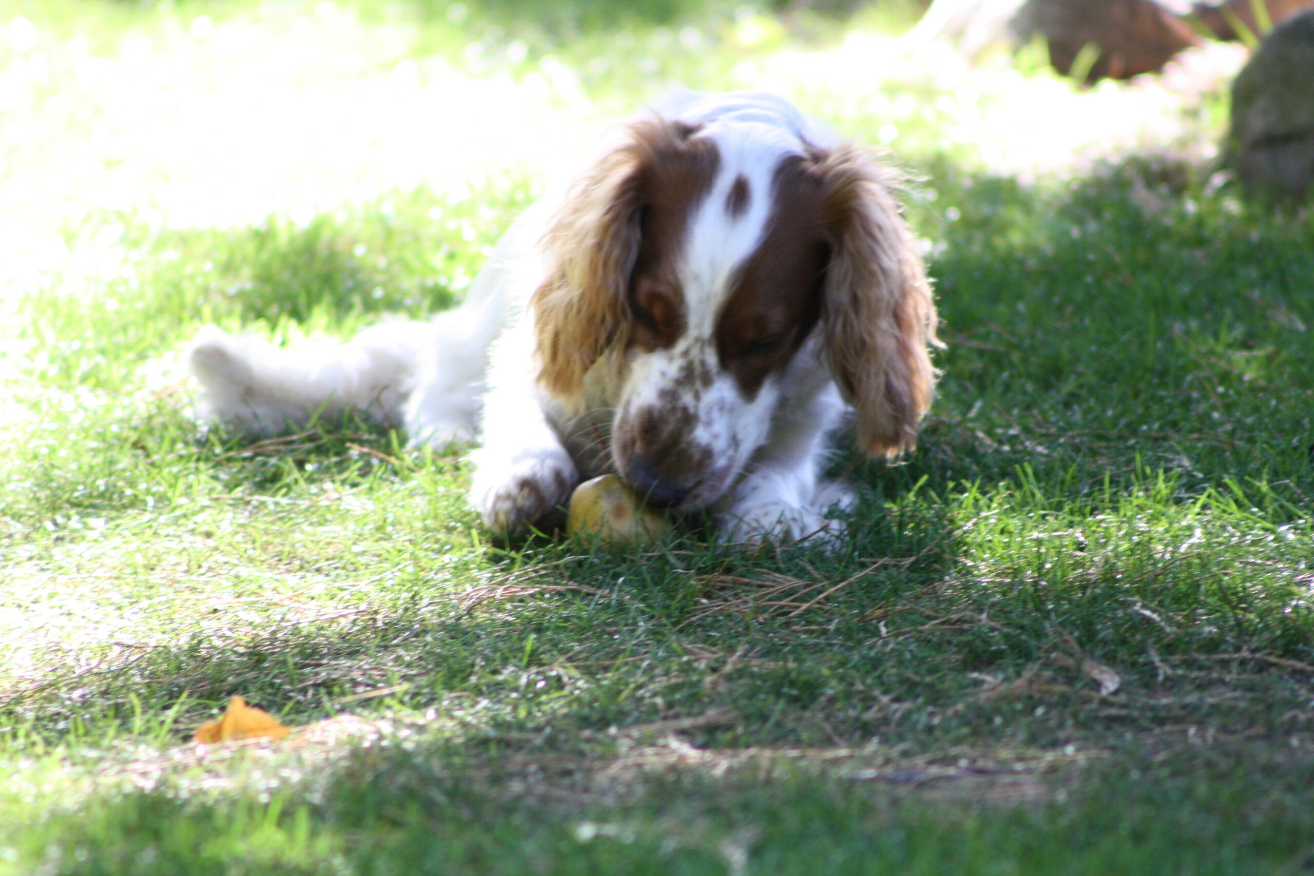 Polly mit Nashi-Birne