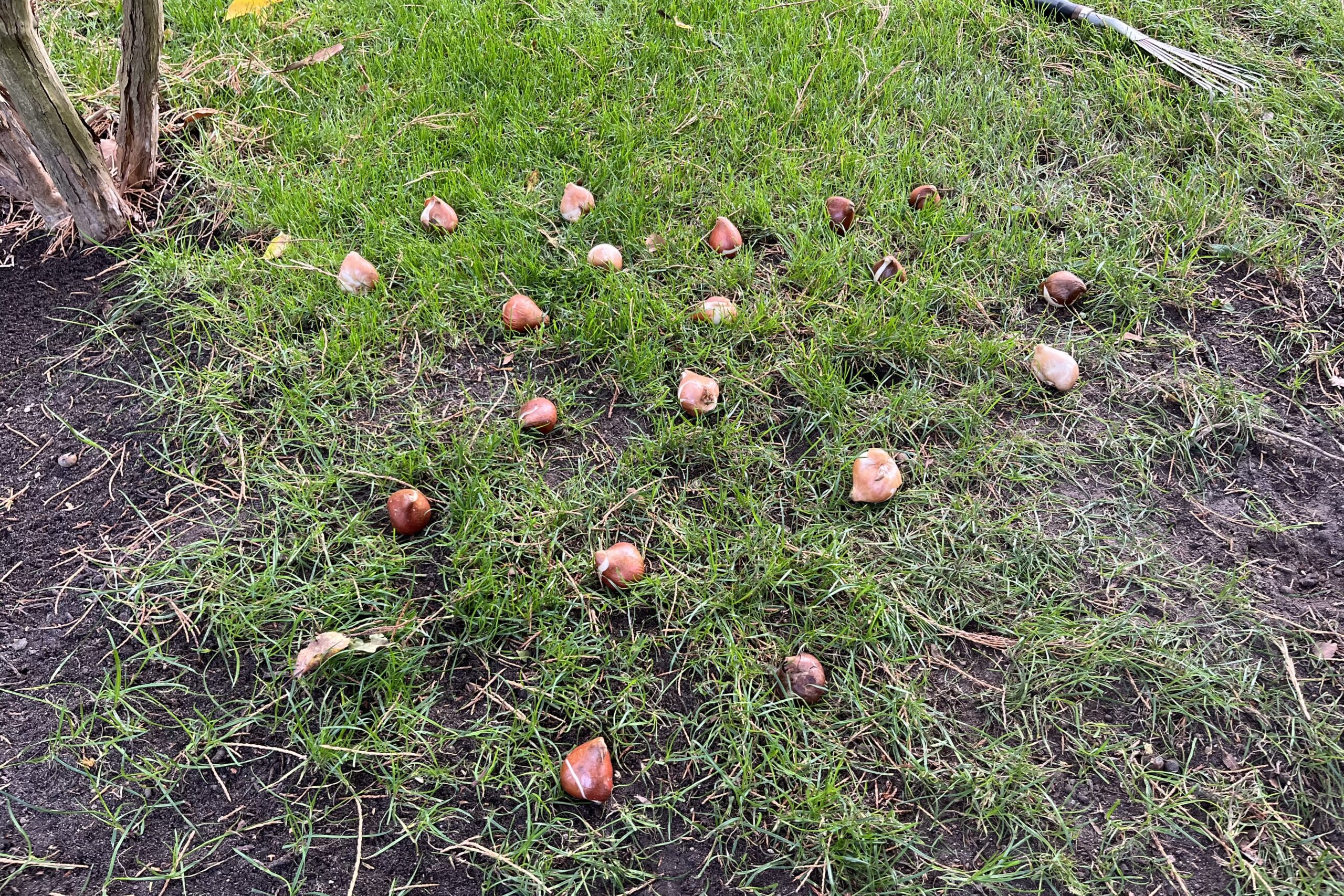 Tulpenzwiebeln vor dem Einbuddeln